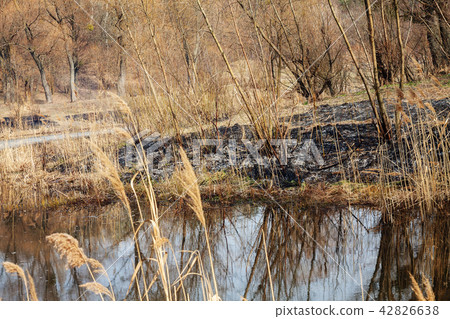 Burned land in the forest near the lake Burned land in the forest near the lake 42826638