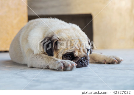 Cute Pug sleep on the floor. Cute Pug sleep on the floor. 42827022