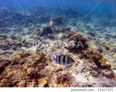 Tropical fishes and corals reef in ocean. Red Sea. Tropical fishes and corals reef in ocean. Red Sea. 42827505