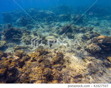 Underwater coral reef on the red sea. Underwater coral reef on the red sea. 42827507