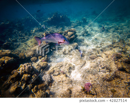 Twinspot snapper side view of large silver fish Twinspot snapper side view of large silver fish 42827514