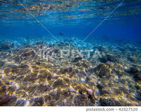 Underwater world landscape, colorful coral reef Underwater world landscape, colorful coral reef 42827520