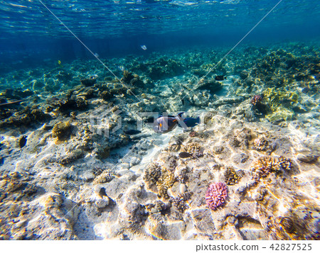 Shoal surgeonfish swimming in shallow water Shoal surgeonfish swimming in shallow water 42827525