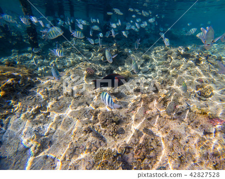 A flock of coral fish Acanthurus surgeonfish A flock of coral fish Acanthurus surgeonfish 42827528