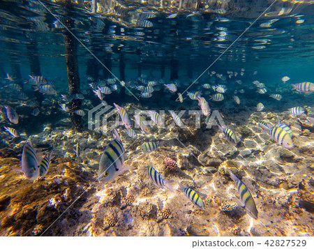A flock of coral fish, sergeant fish, Egypt A flock of coral fish, sergeant fish, Egypt 42827529