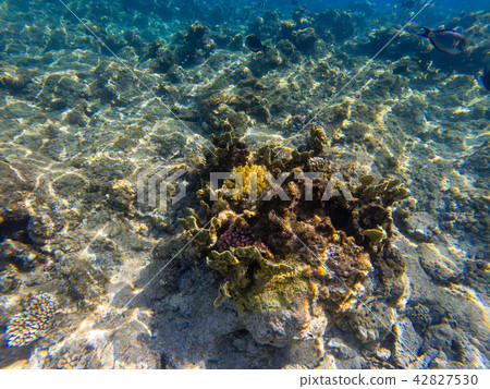 Image of the marine life the coral reef underwater Image of the marine life the coral reef underwater 42827530