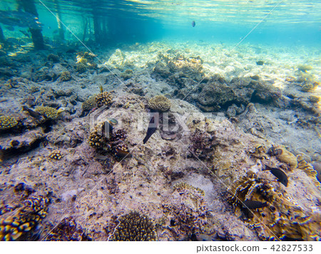 Tropical fishes on a beautiful coral garden Tropical fishes on a beautiful coral garden 42827533