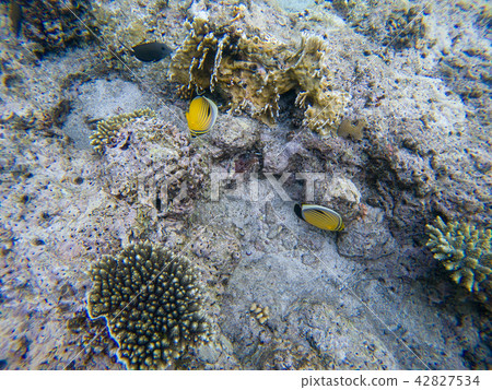 Fish and coral Fish and coral 42827534