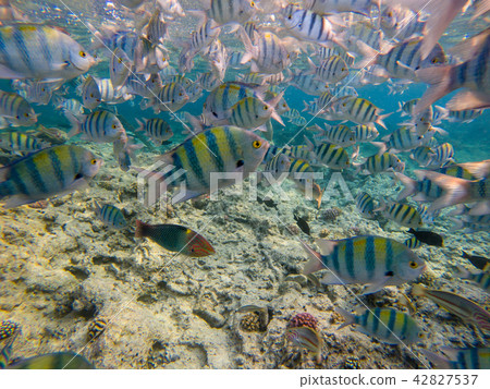 Dascyllus fish school in blue sea. Underwater view Dascyllus fish school in blue sea. Underwater view 42827537