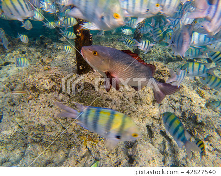 Astonishing undersea world of Red Sea. Astonishing undersea world of Red Sea. 42827540
