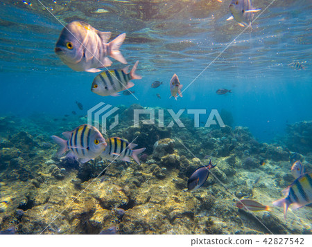 Underwater shoot of vivid coral reef with a fishes Underwater shoot of vivid coral reef with a fishes 42827542
