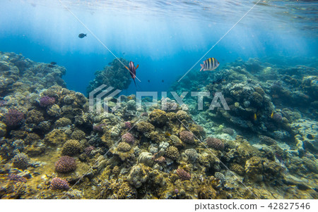 Tropical Fish and Coral Reef in Sunlight Tropical Fish and Coral Reef in Sunlight 42827546