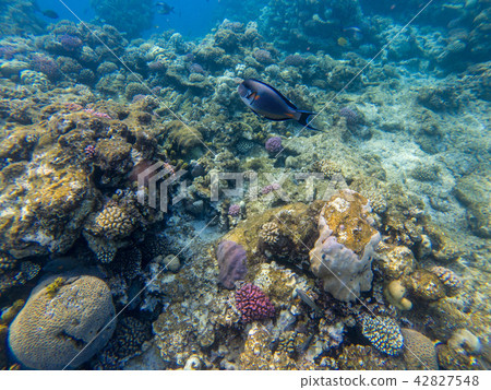 The surgeonfish is photographed close in the water The surgeonfish is photographed close in the water 42827548