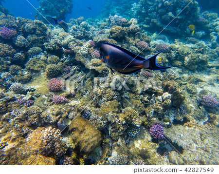 The surgeonfish is photographed close in the water The surgeonfish is photographed close in the water 42827549