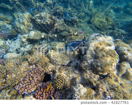 Wonderful and beautiful underwater world Wonderful and beautiful underwater world 42827761