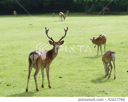 A deer A deer 42827766