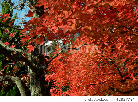 Orange fallen path walking path 42827784