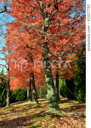 Orange fallen path walking path 42827785