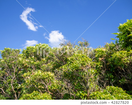 [Izu Peninsula] Sunny, blue sky, summer highland scenery [Izusan Ridge Sidewalk, Mt. Daruma] 42827820