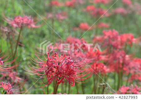 Higa buna in full bloom 42827993