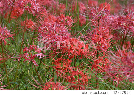 Higa buna in full bloom Higa buna in full bloom 42827994