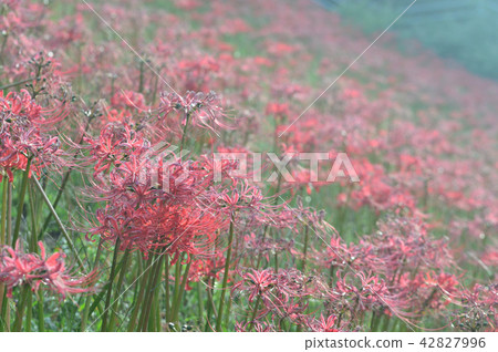 Higa buna in full bloom Higa buna in full bloom 42827996