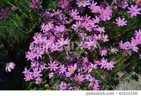 Cosmos with beautiful dark pink Cosmos with beautiful dark pink 42828100