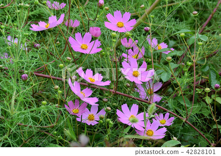 Cosmos with beautiful dark pink Cosmos with beautiful dark pink 42828101