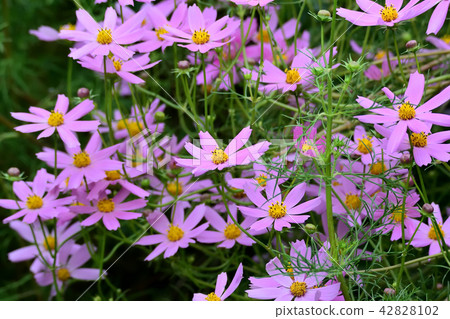 Cosmos with beautiful dark pink Cosmos with beautiful dark pink 42828102