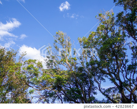 [Izu Peninsula] Summer Daruma Mountain Plateau Scenery [Izusan Ridge Sidewalk/Shrub] 42828667