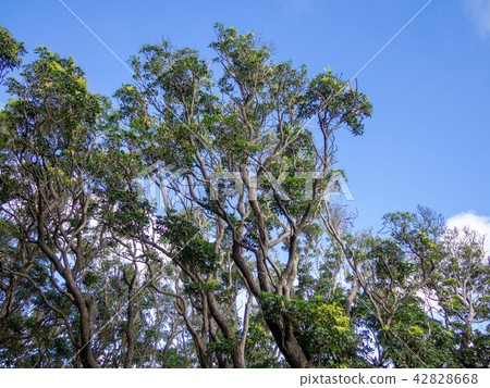 [Izu Peninsula] Summer Daruma Mountain Plateau Scenery [Izusan Ridge Sidewalk/Shrub] 42828668