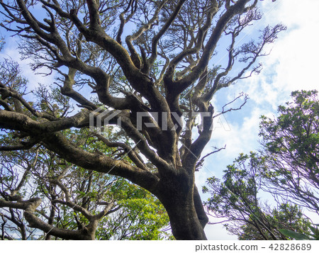 [Izu Peninsula] Summer Daruma Mountain Plateau Scenery [Izusan Ridge Sidewalk/Shrub] 42828689