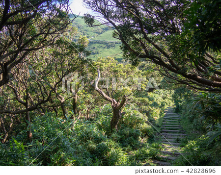 [Izu Peninsula] Summer Daruma Mountain Plateau Scenery [Izusan Ridge Sidewalk/Shrub] 42828696