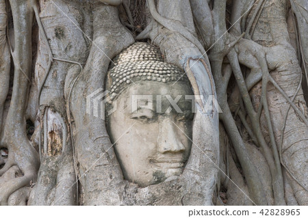 Thailand · Ayutaya · World Heritage · Buddha · Wat · Mahathat Thailand · Ayutaya · World Heritage · Buddha · Wat · Mahathat 42828965