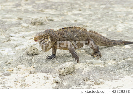 Large scaly Iguana close-up against a background 42829288