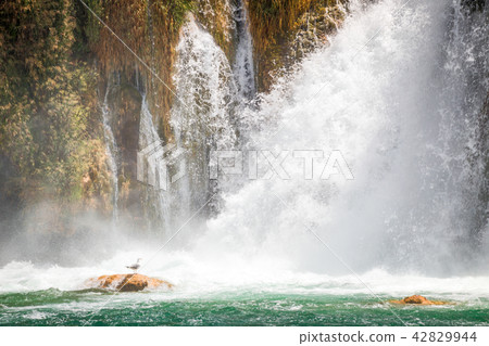 Showering seagull at the waterfall Skradinski Buk. Showering seagull at the waterfall Skradinski Buk. 42829944