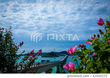 芙蓉和墨西哥和Kakushima橋 42830155