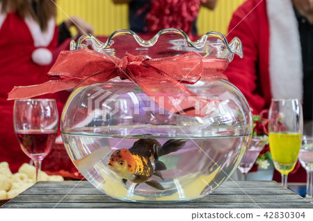 Goldfish in a round aquarium Goldfish in a round aquarium 42830304