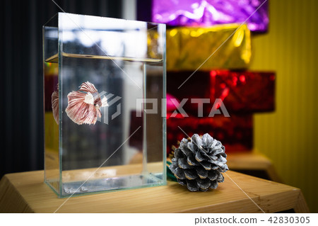 betta fish decor on table betta fish decor on table 42830305