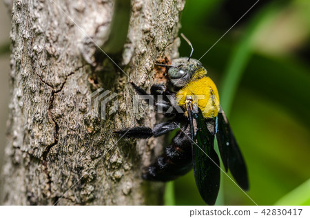 照片素材(图片): carpenter bee in the nature
