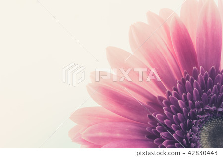 Pink gerbera daisy Pink gerbera daisy 42830443