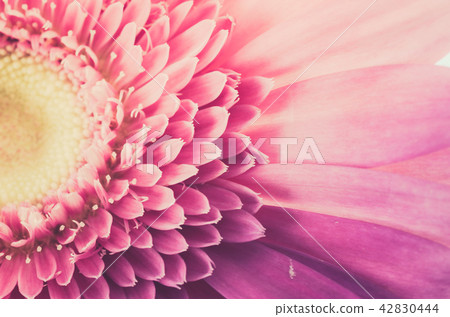 Pink gerbera daisy Pink gerbera daisy 42830444