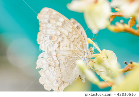 Little butterfly in the nature Little butterfly in the nature 42830610