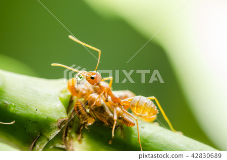 Red ant and aphid on the leaf Red ant and aphid on the leaf 42830689