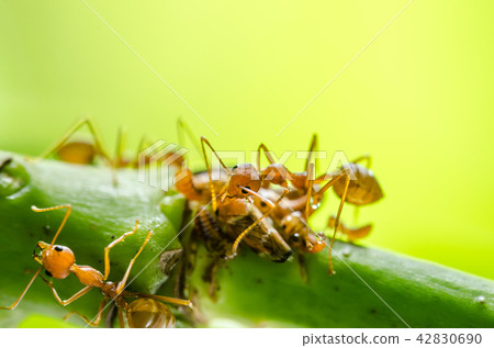 Red ant and aphid on the leaf 42830690