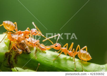 Red ant and aphid on the leaf Red ant and aphid on the leaf 42830692