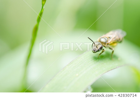 Bee in the nature 42830714