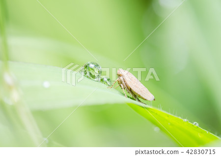 Aphid on the leaf 42830715