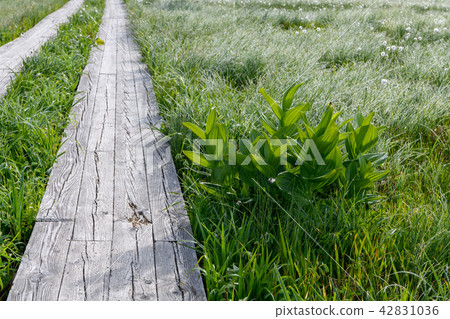 大江貓頭鷹在初夏 42831036
