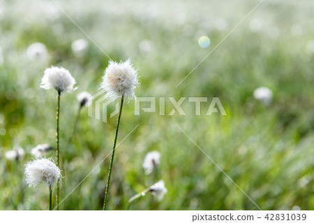 白毛羊鬍子草 42831039